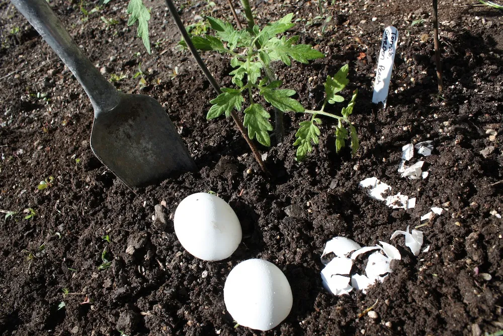 Din cojile de ou pot fi produse îngrășăminte utile plantelor