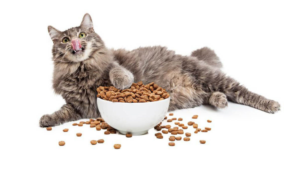 importanta fibrelor in alimentatia pisicii
