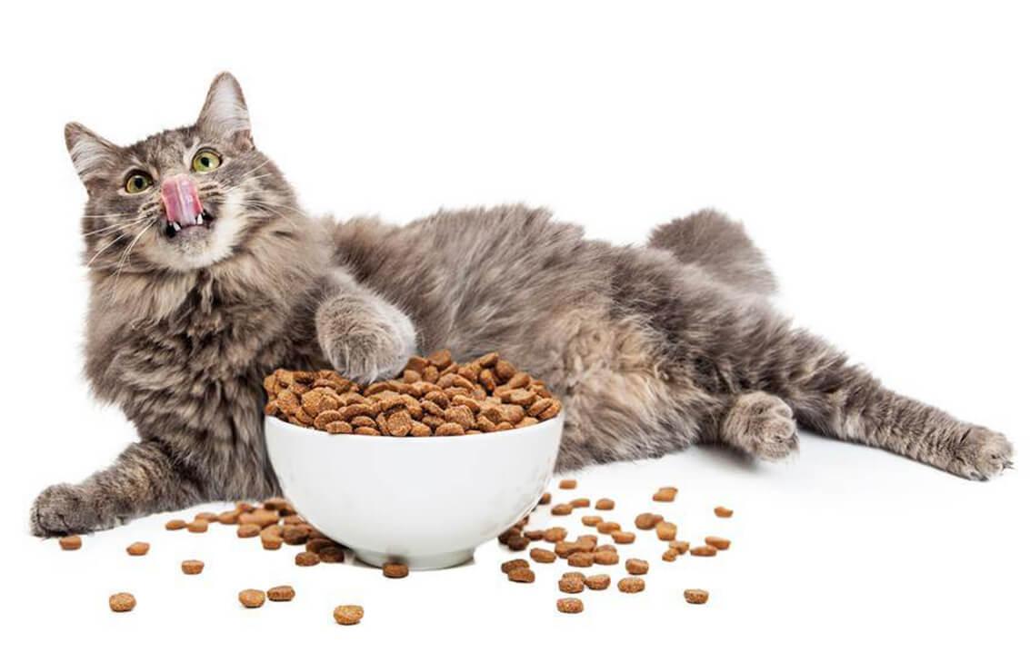importanta fibrelor in alimentatie la pisici