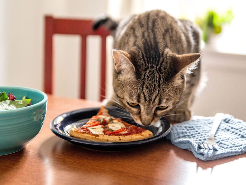 ce dam de mancare pisicilor mofturoase