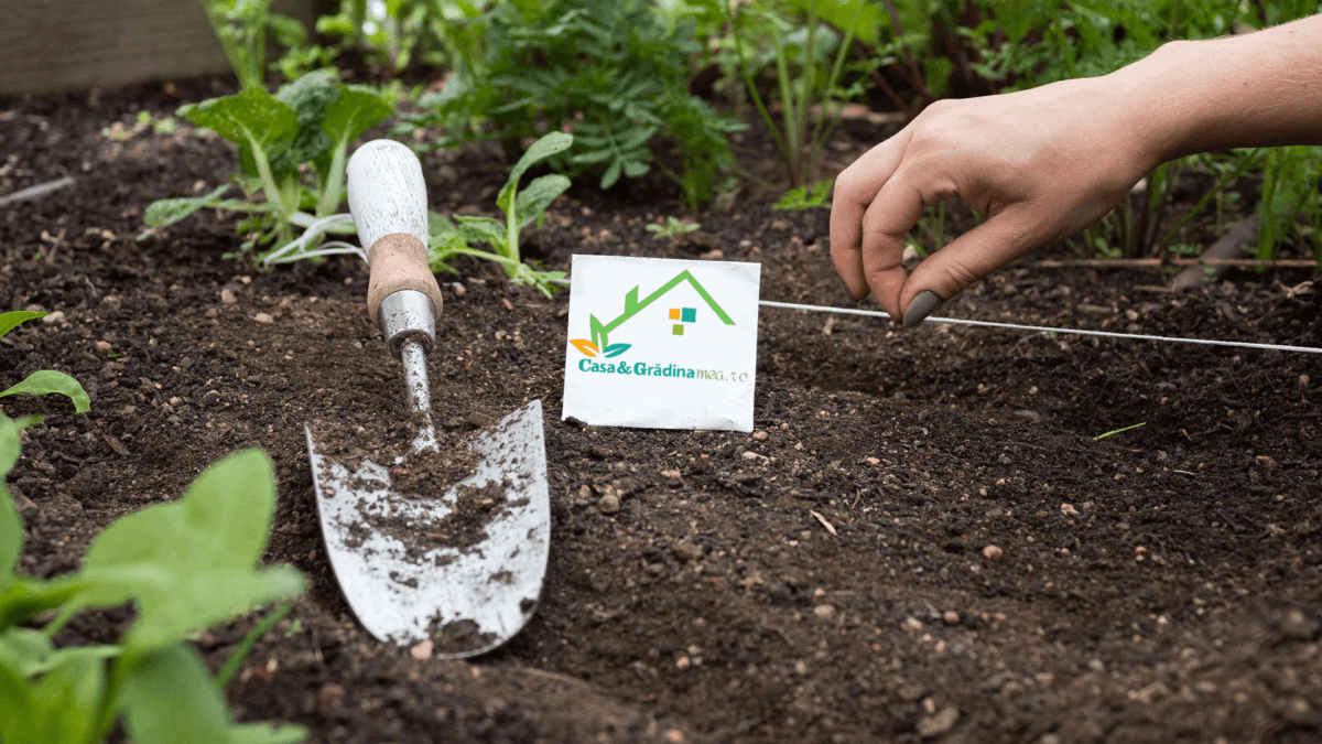 Ce, cum si cand plantam