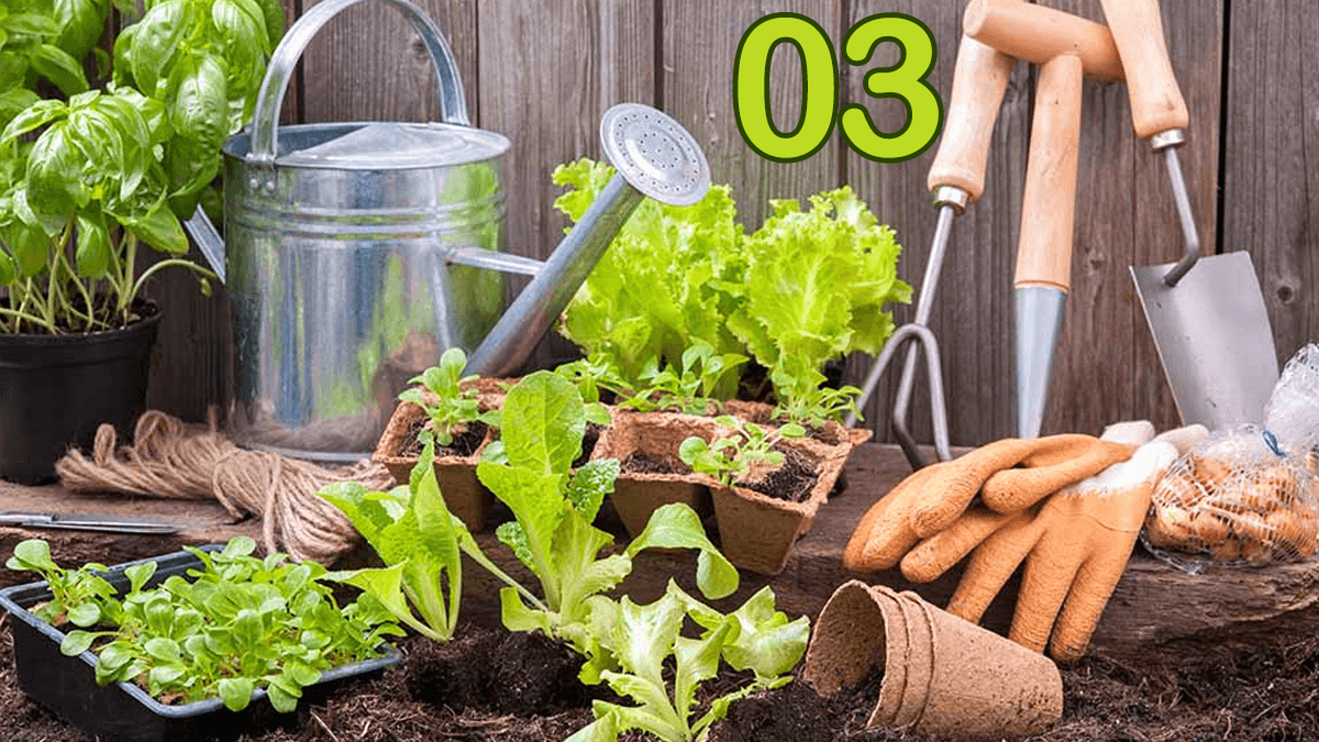 Ce plantam in martie in gradina