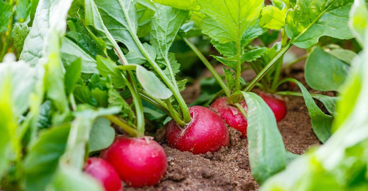 Plantarea de ridichi