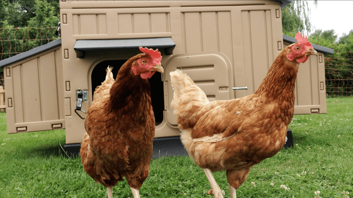 cotet din material plastic care ajuta la prevenirea infestarii cu paduchi