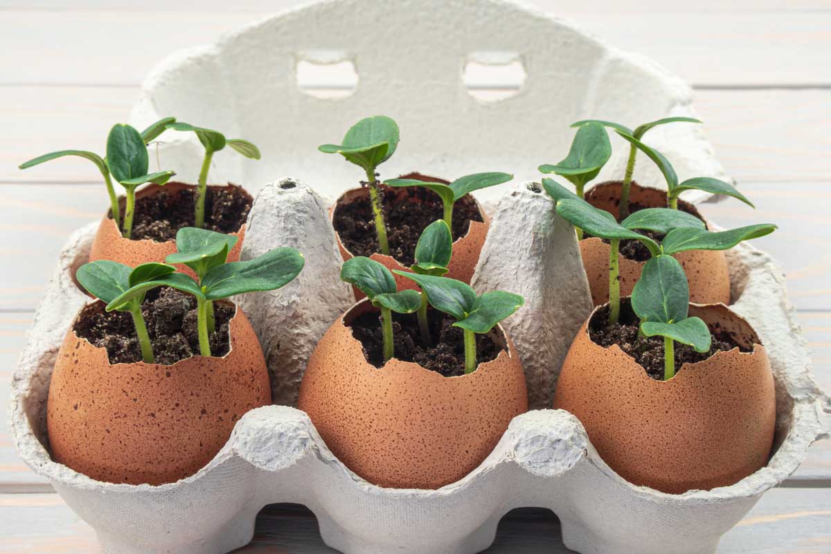 Rasaduri de castraveti in coji de ou