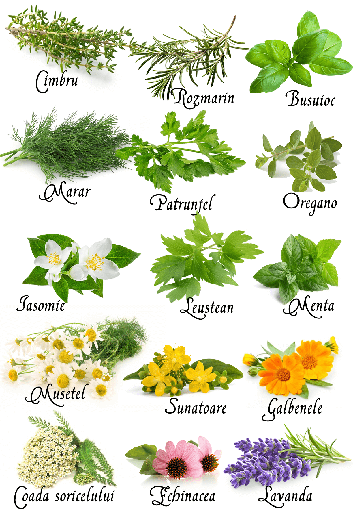 plante aromatice si medicinale