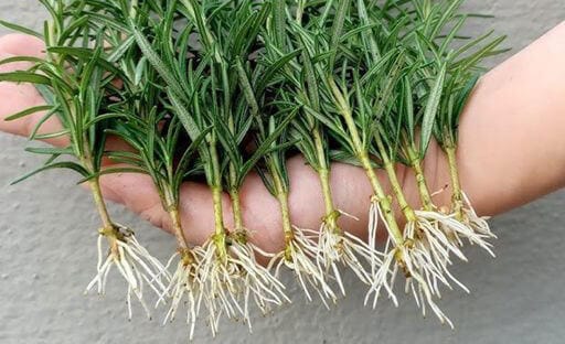 Planta de rozmarin cu radacini, pregatita de plantare