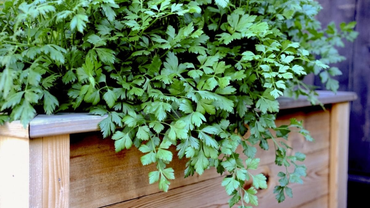 patrunjel in ghiveci