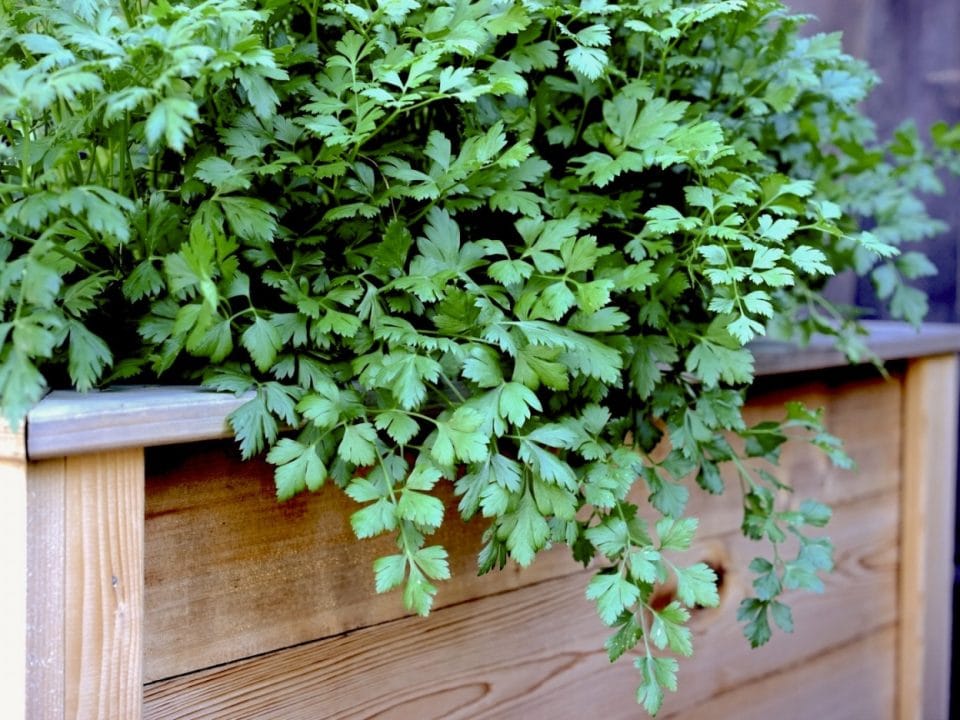 patrunjel in ghiveci