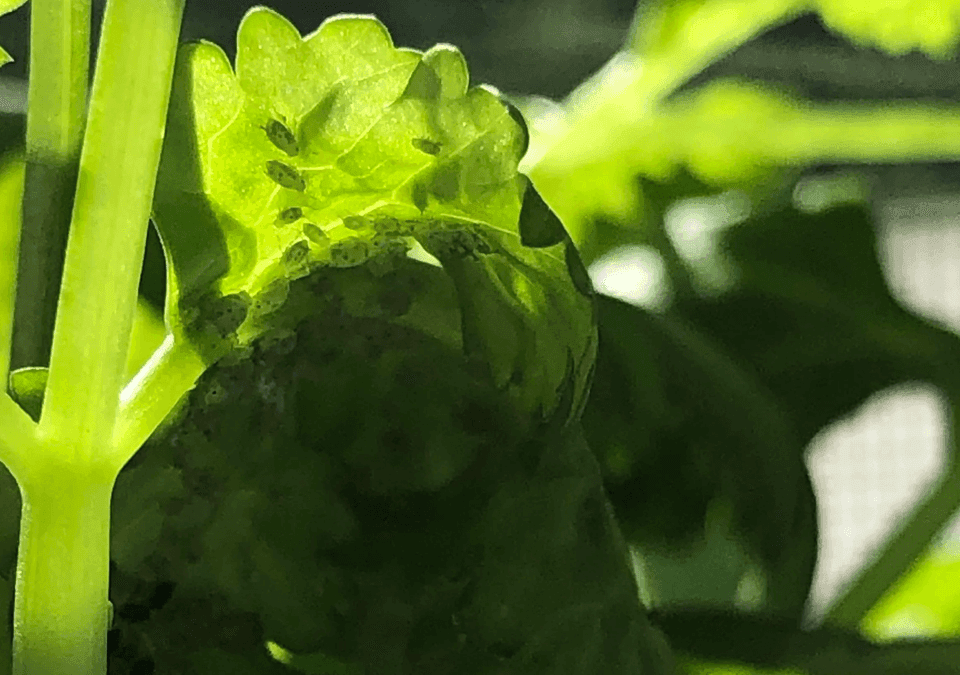 Tratamente naturale - scapa de afidele de pe patrunjel