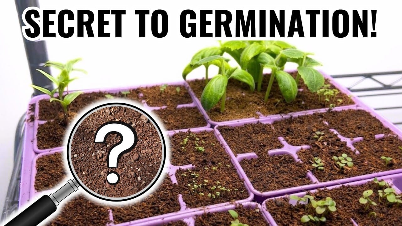 De ce nu germinează semințele